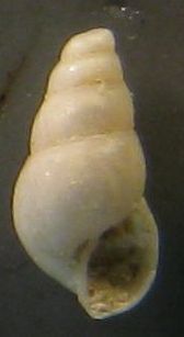 Due Odostomia dall''Asinara